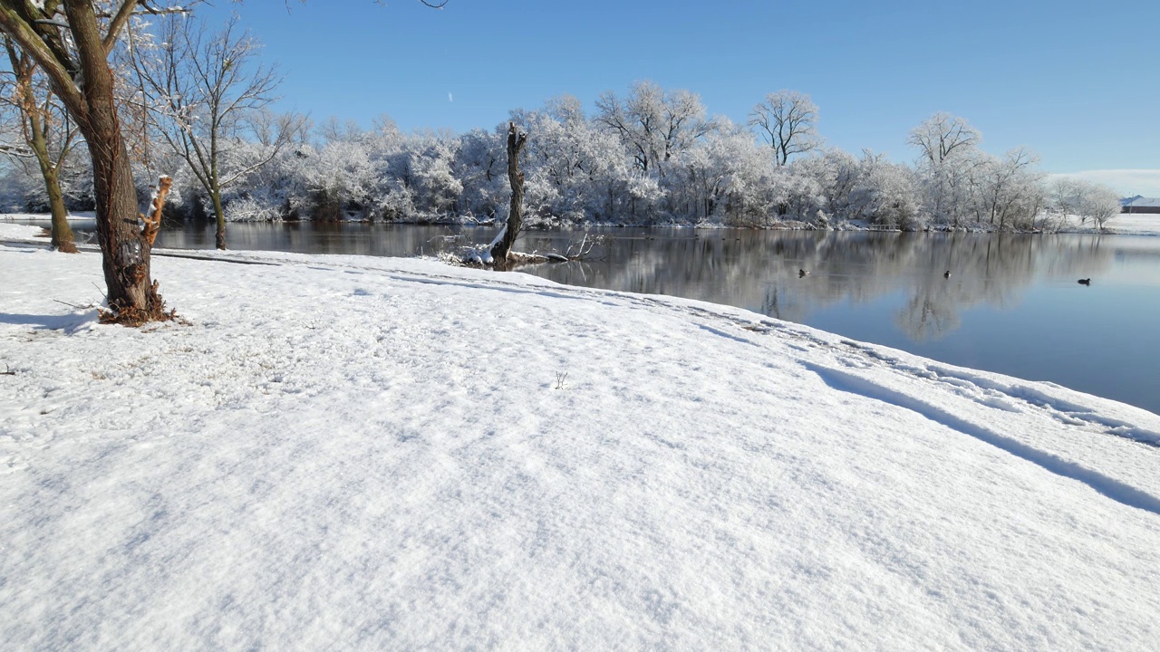 一个冬天的早晨，白雪覆盖的地面上，有鸭子在湖里游泳视频素材