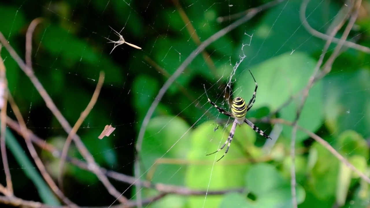 野外网上的蜘蛛，特写镜头，慢动作，绿色森林视频素材
