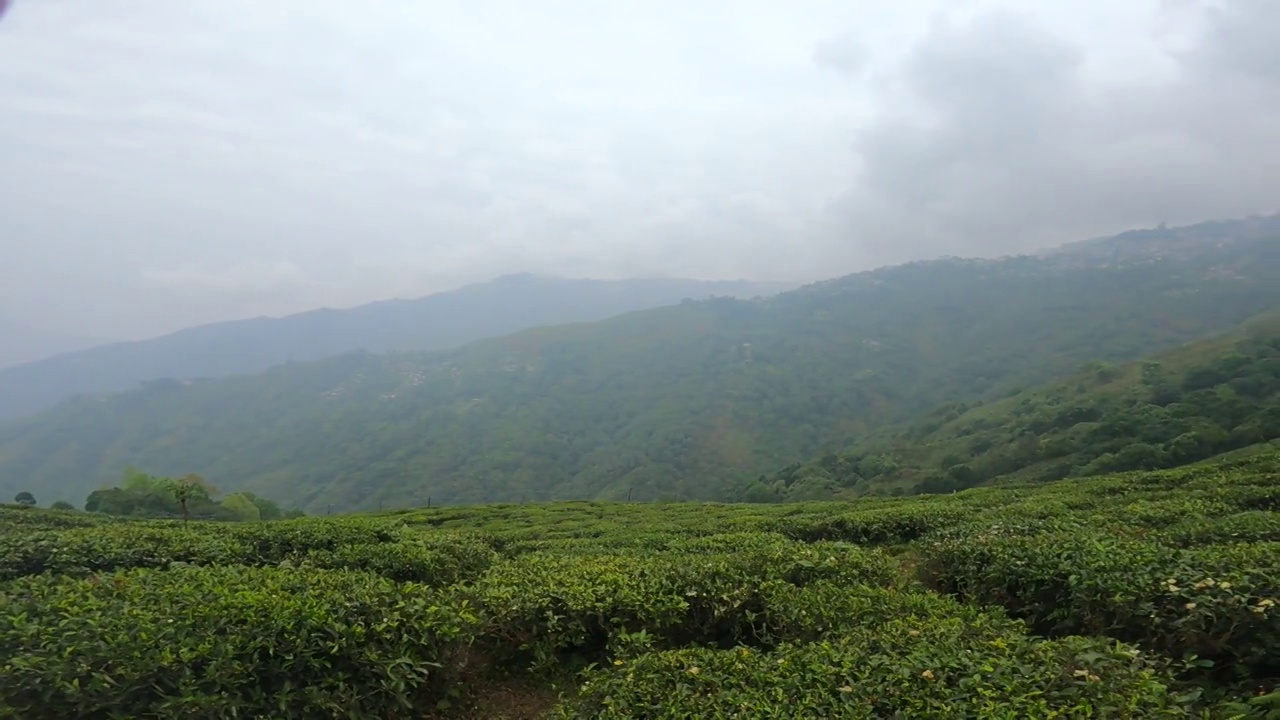 印度大吉岭的茶园。绿色的山丘上有大片的绿色茶园。视频下载