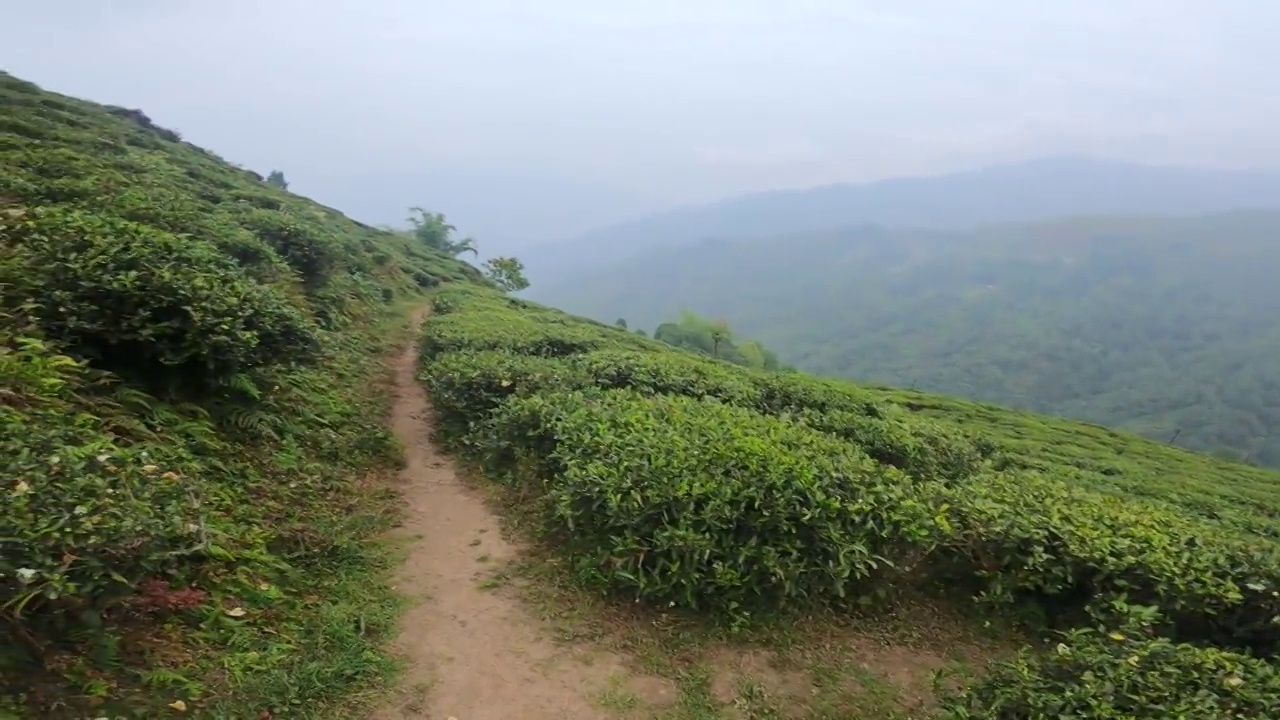 印度大吉岭的茶园。绿色的山丘上有大片的绿色茶园。视频素材