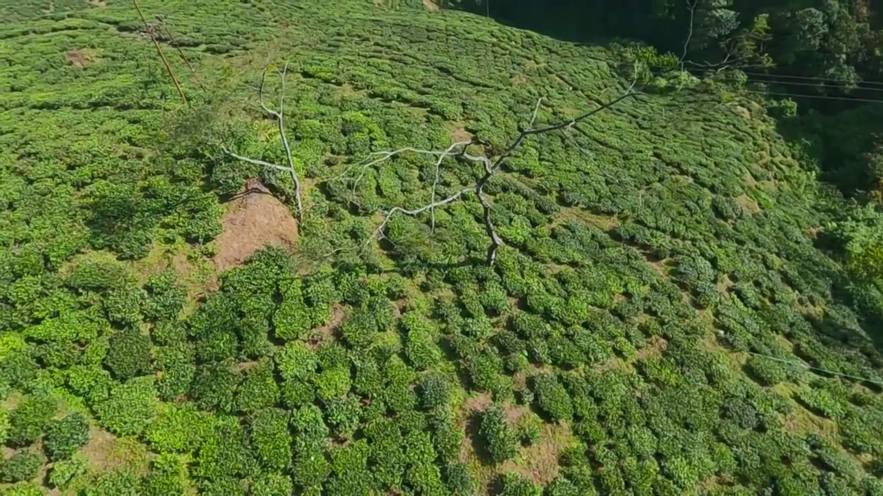 印度大吉岭的茶园鸟瞰图。无人机拍摄的绿色小山丘上的大片绿色茶园。视频素材