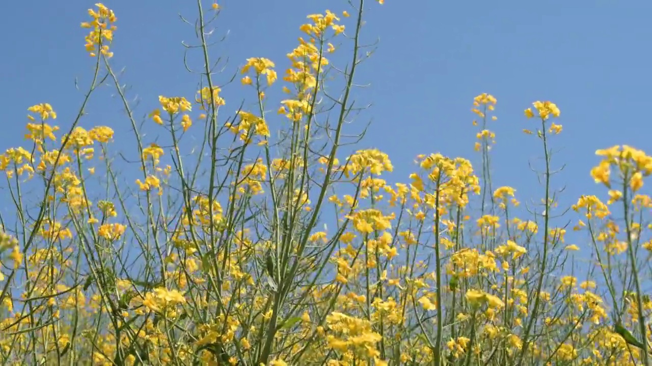 田间盛开的黄色油菜(油菜)花视频素材