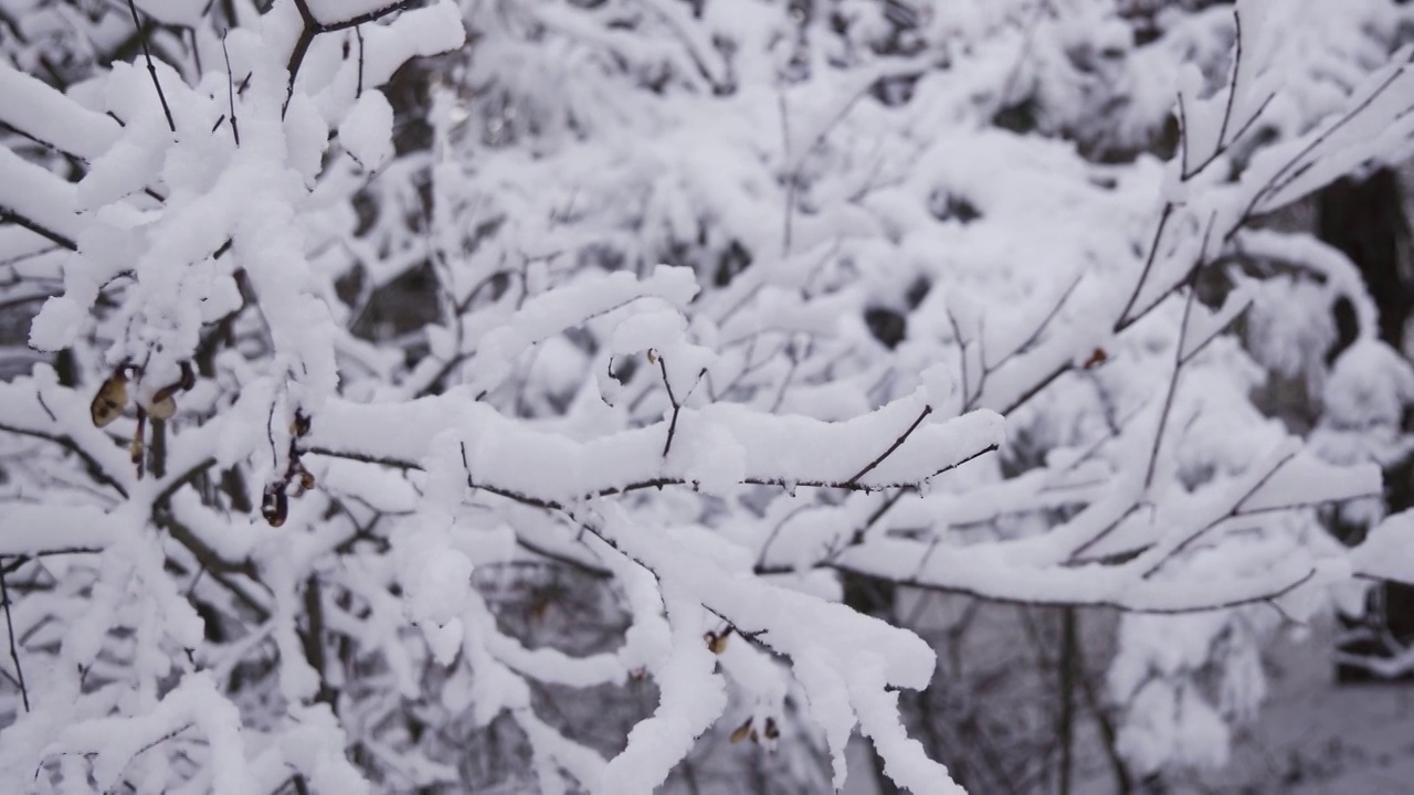 冬天的场景。雪躺在树枝上。视频素材