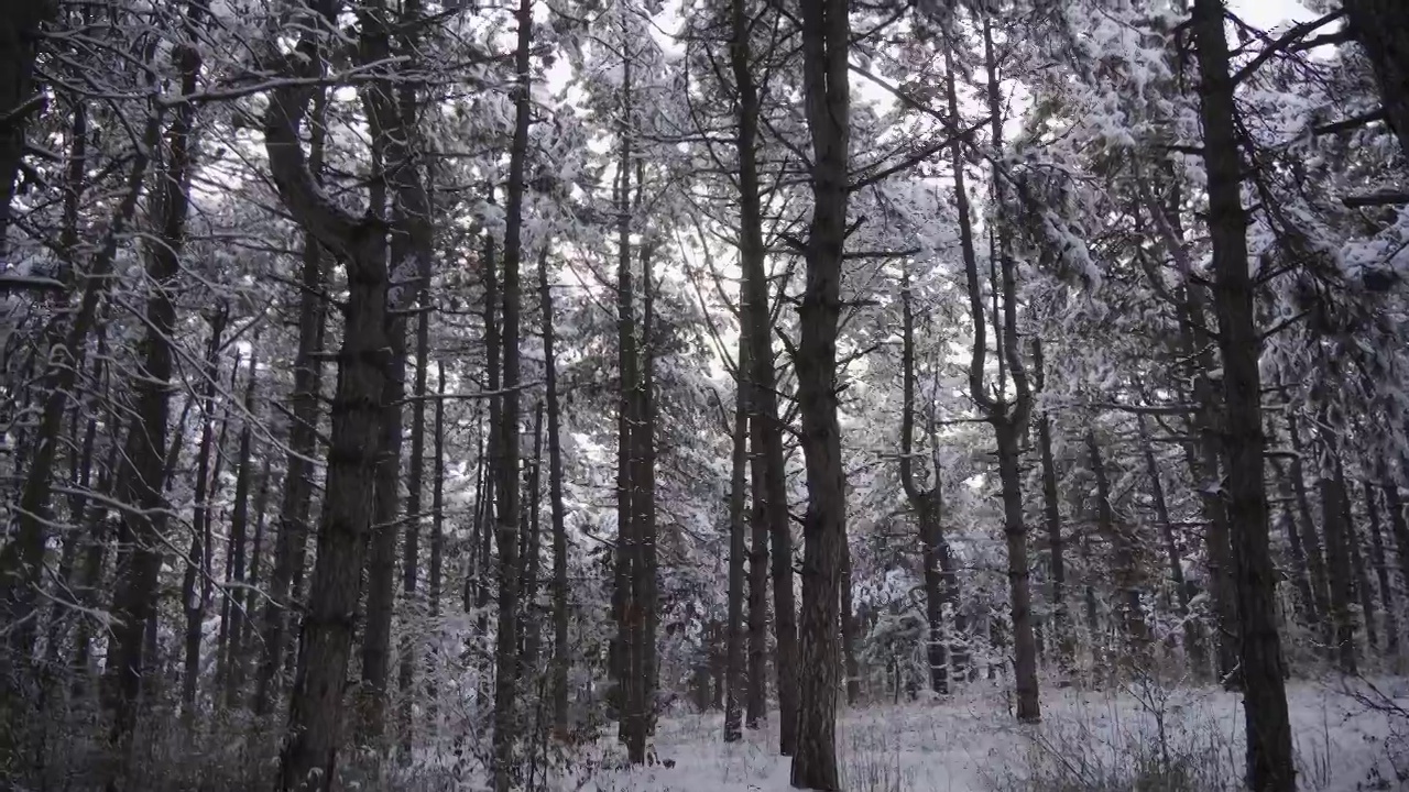 冬天松树林被雪覆盖。远离城市喧嚣的冬季景观。视频素材