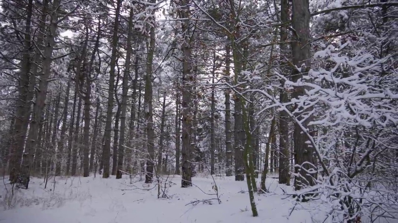 针叶林里的大树被白雪覆盖着。冬天的场景。视频素材