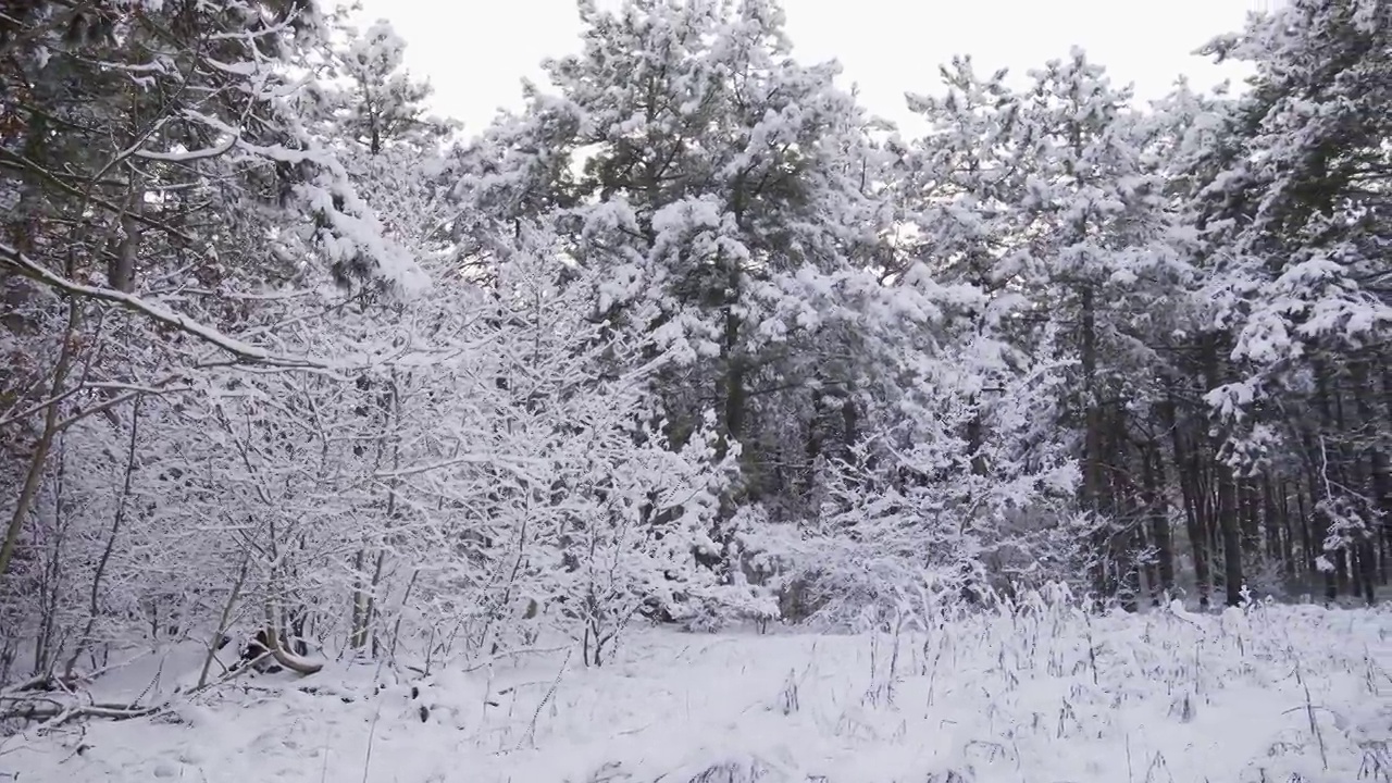 美丽的冬季森林覆盖着白雪。视频素材