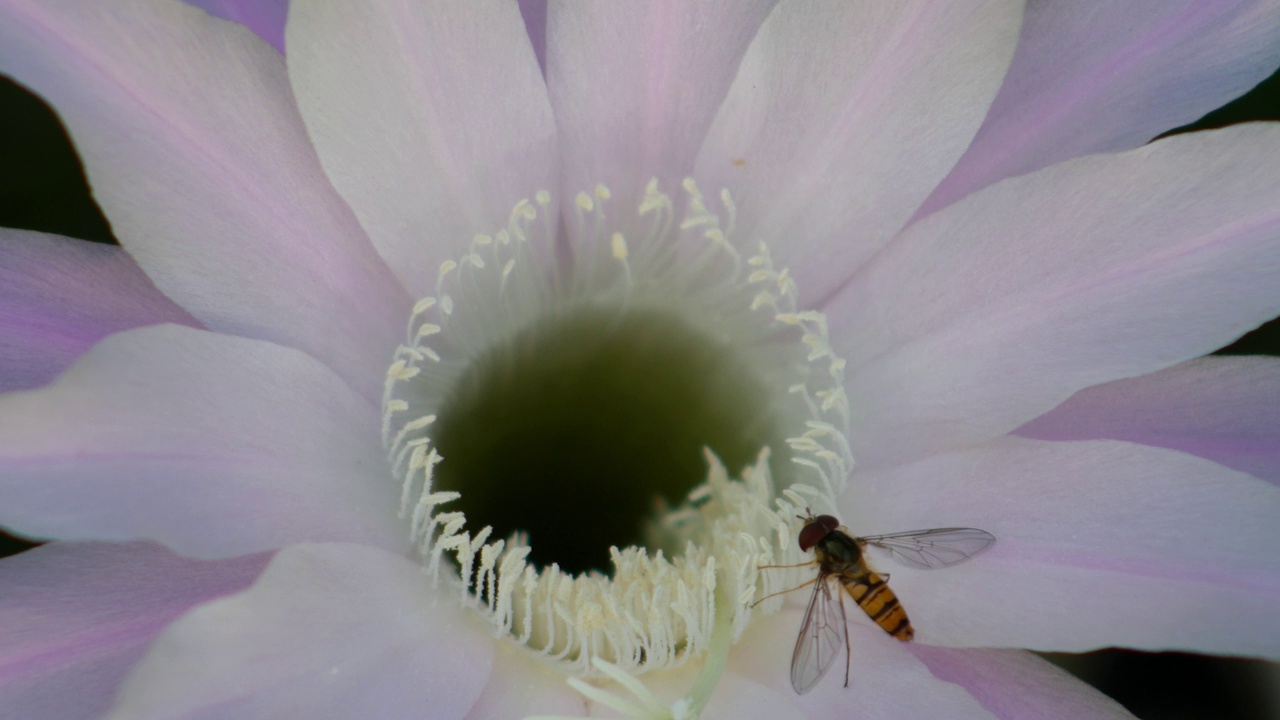 近距离的粉红色仙人掌花和蜜蜂- Echinopsis Kermesina。视频下载