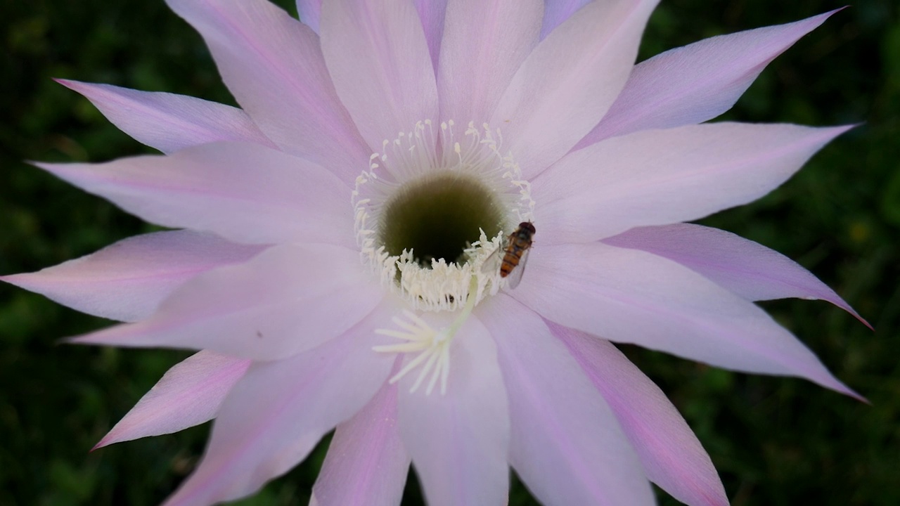 开粉红色的仙人掌花和蜜蜂。Echinopsis Kermesina。视频下载