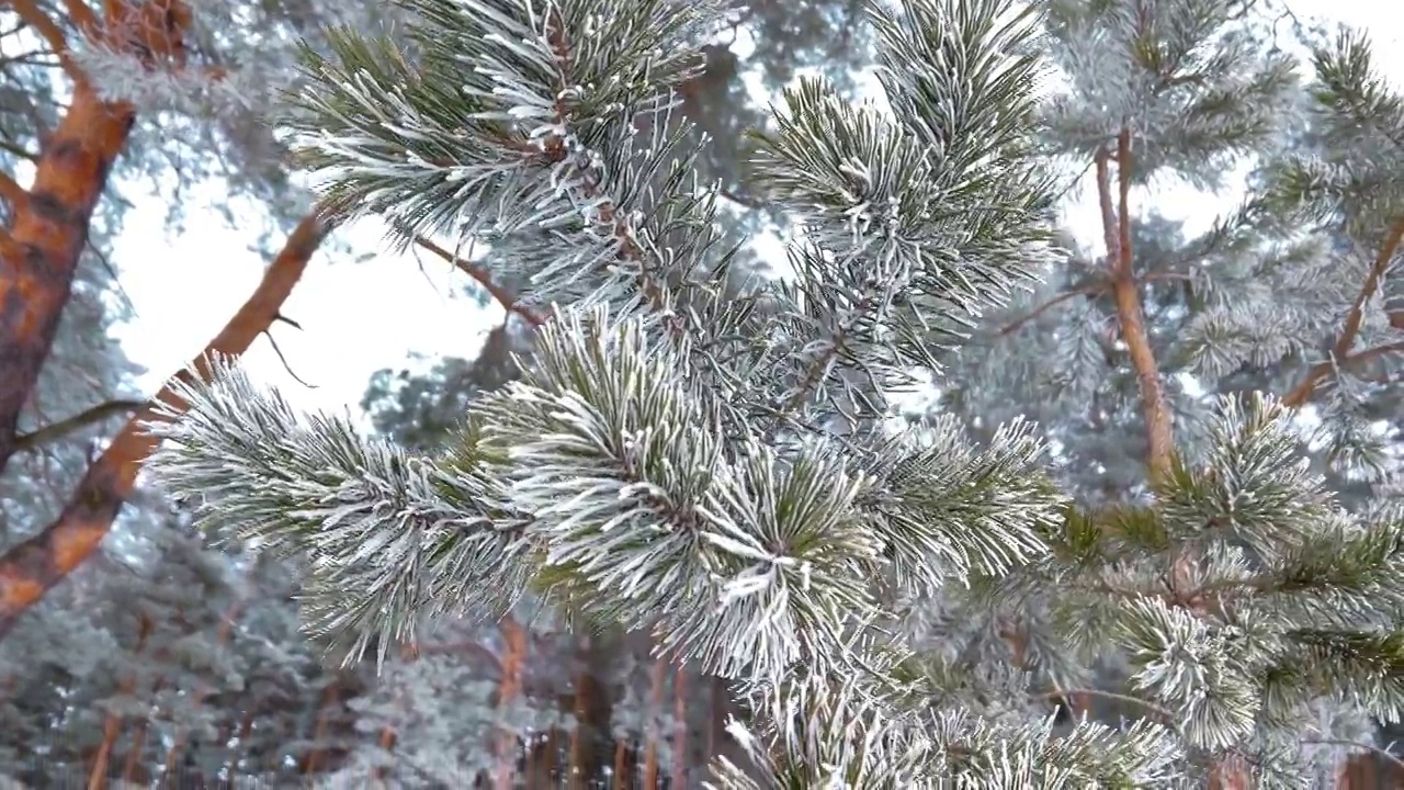 冰雪覆盖的冬季松树林。密密麻麻覆盖着霜的松枝视频素材