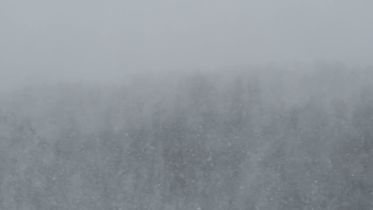 冬季森林的背景上的大雪，暴风雪，暴风雪视频素材