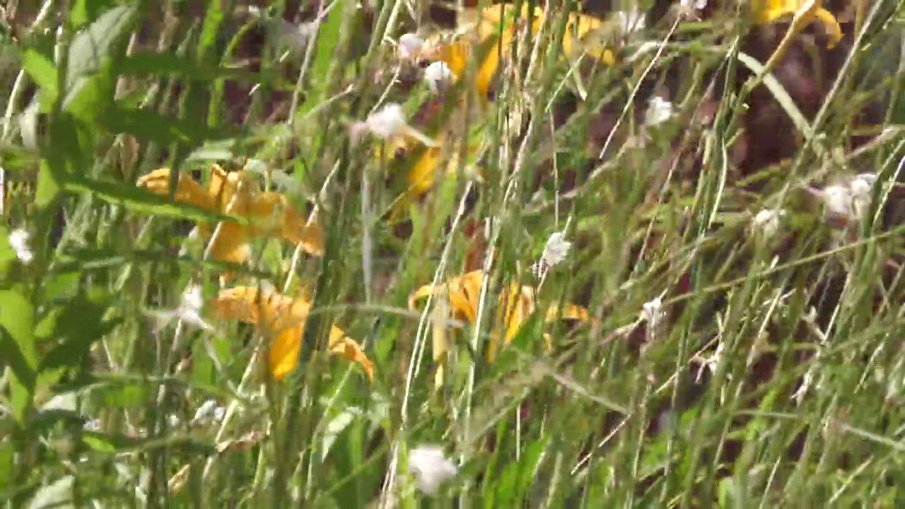 高高的草和黄色的花在田野里疯狂地摇摆视频素材