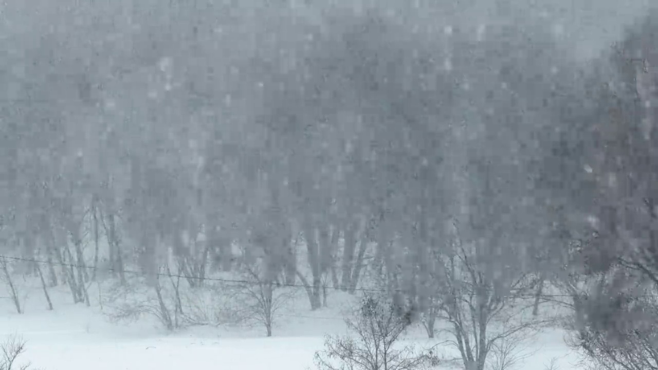 冬季森林的背景上的大雪，暴风雪，暴风雪视频素材