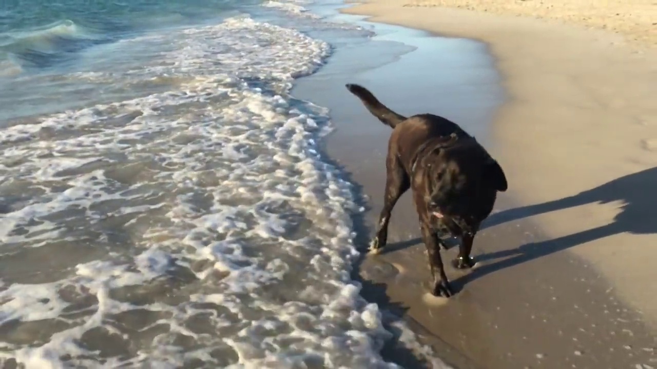 黑色拉布拉多犬从海滩走进海水视频素材