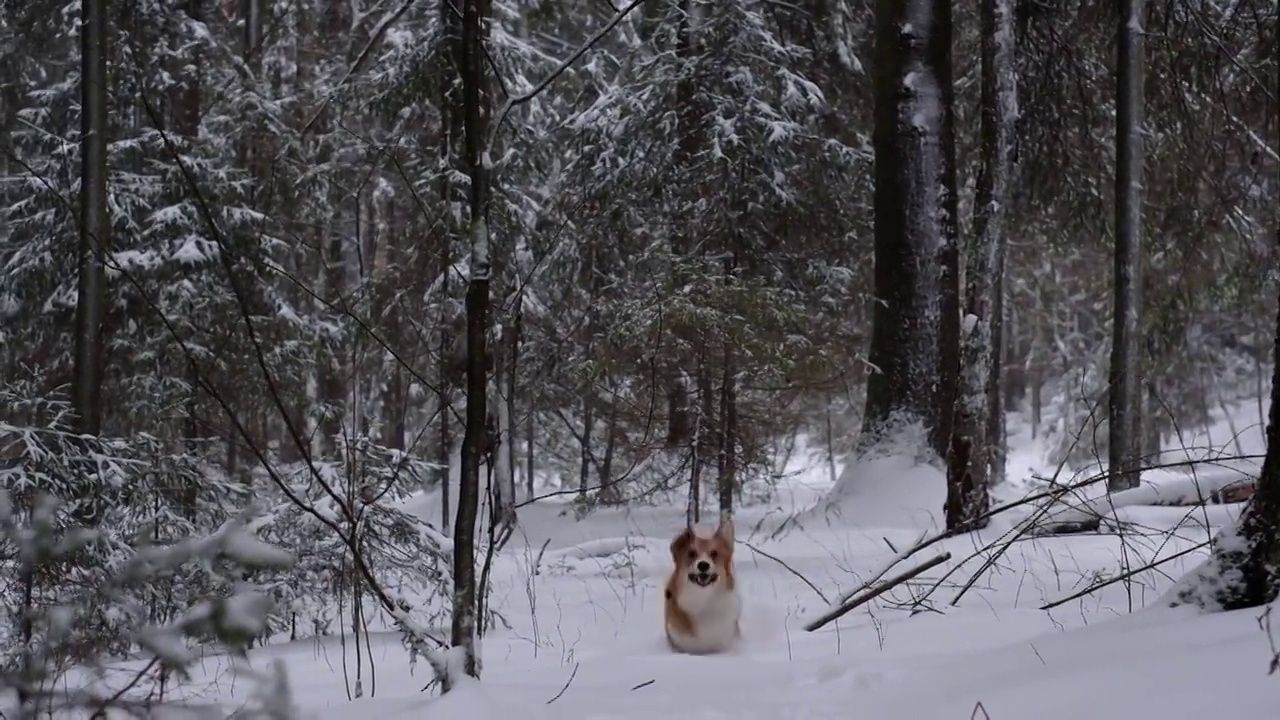 冬天，一只名叫彭布罗克的威尔士柯基犬在雪原森林中奔跑视频素材