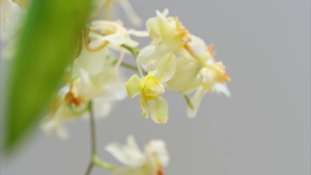 4k延时镜头，盛开的文心莲花，跳舞的娃娃兰或文心莲高尔拉姆齐，美丽的小花在春天盛开。视频素材