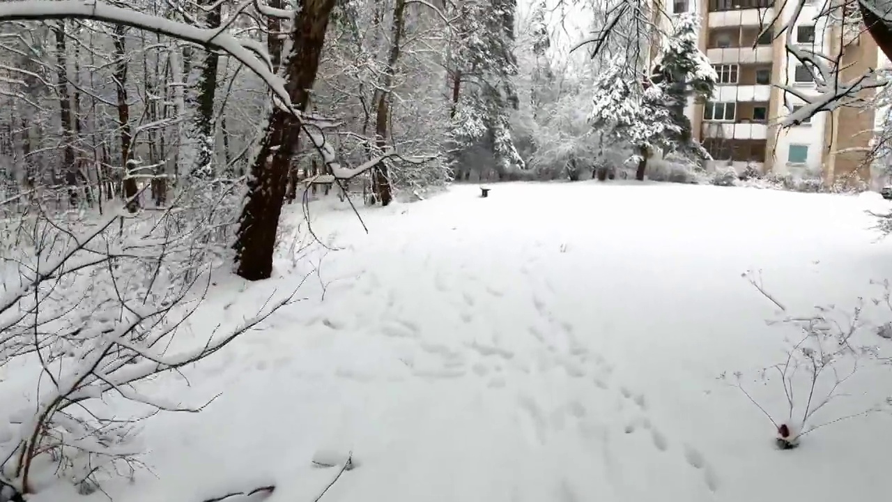 冬天的自然背景。城市公园里白雪覆盖的灌木丛和树木视频素材