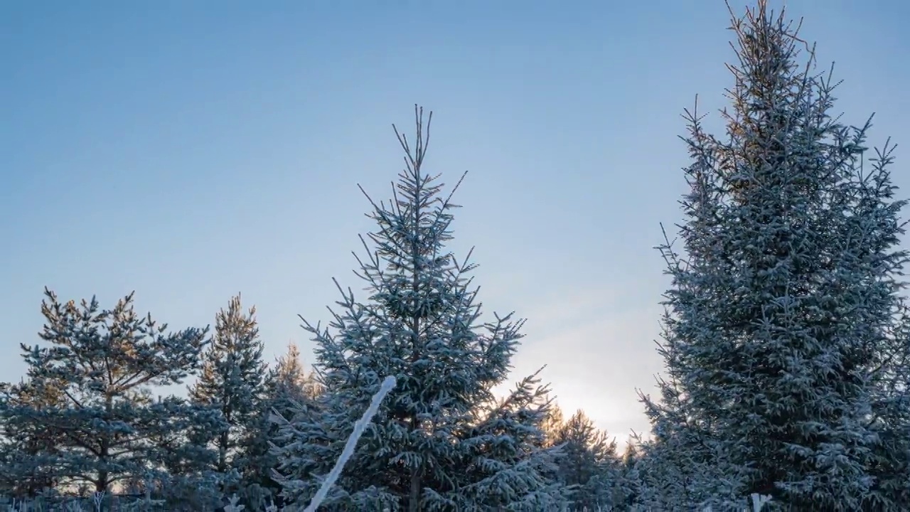 美丽的雪覆盖景观在冬季阳光明媚的早晨。摄像机从树顶向下移动。视频素材