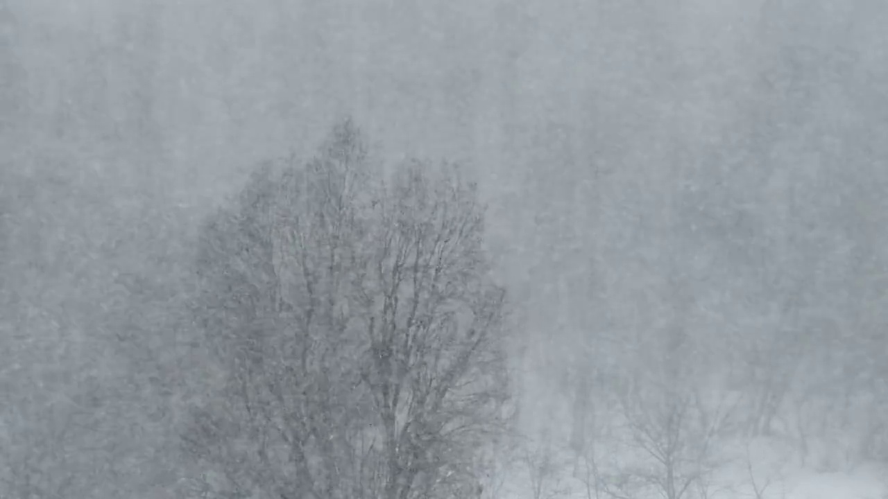 冬季森林的背景上的大雪，暴风雪，暴风雪视频素材