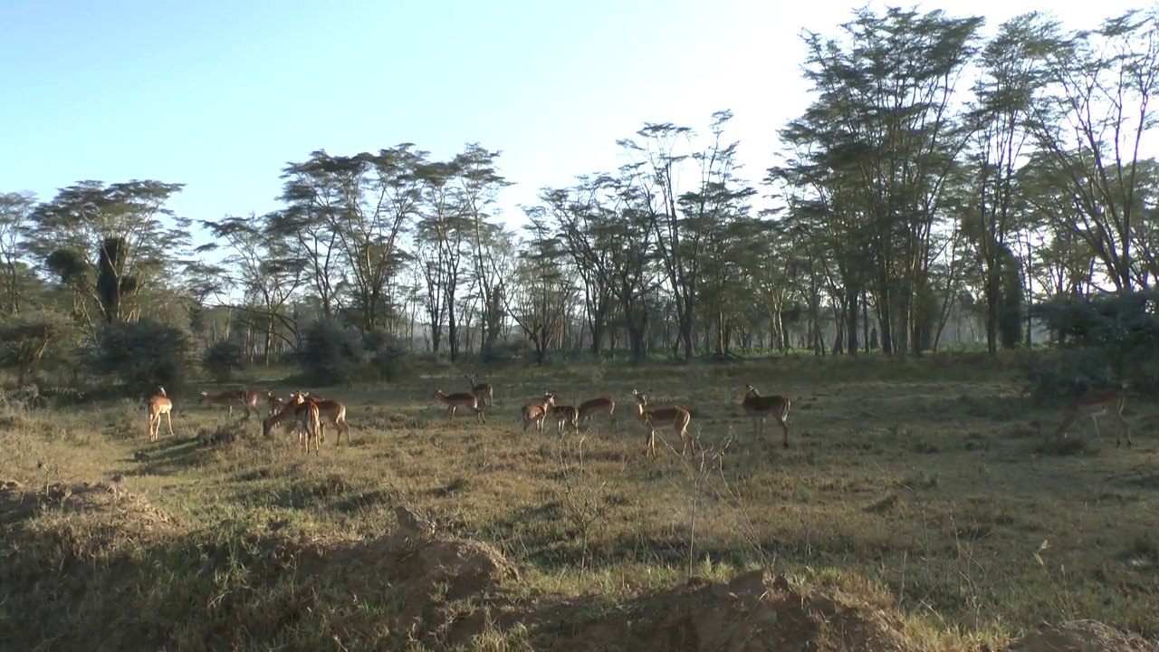 观塘野视频素材