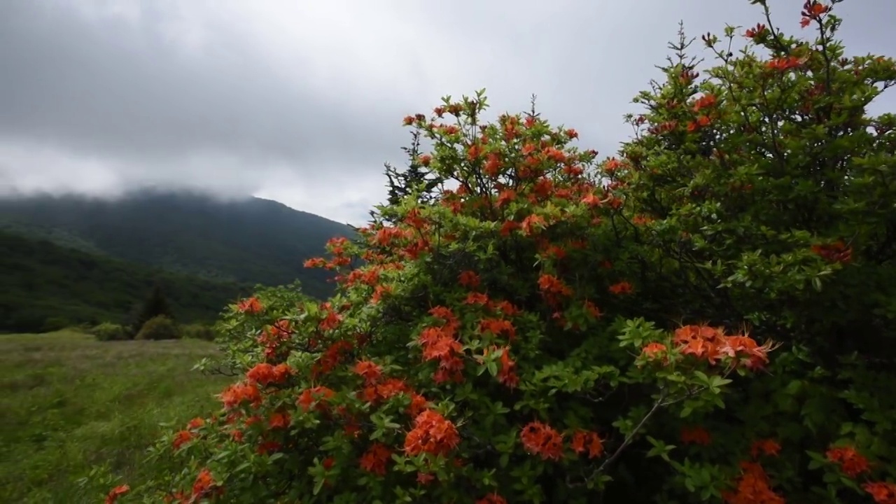 潘从火焰杜鹃花到雾山视频素材