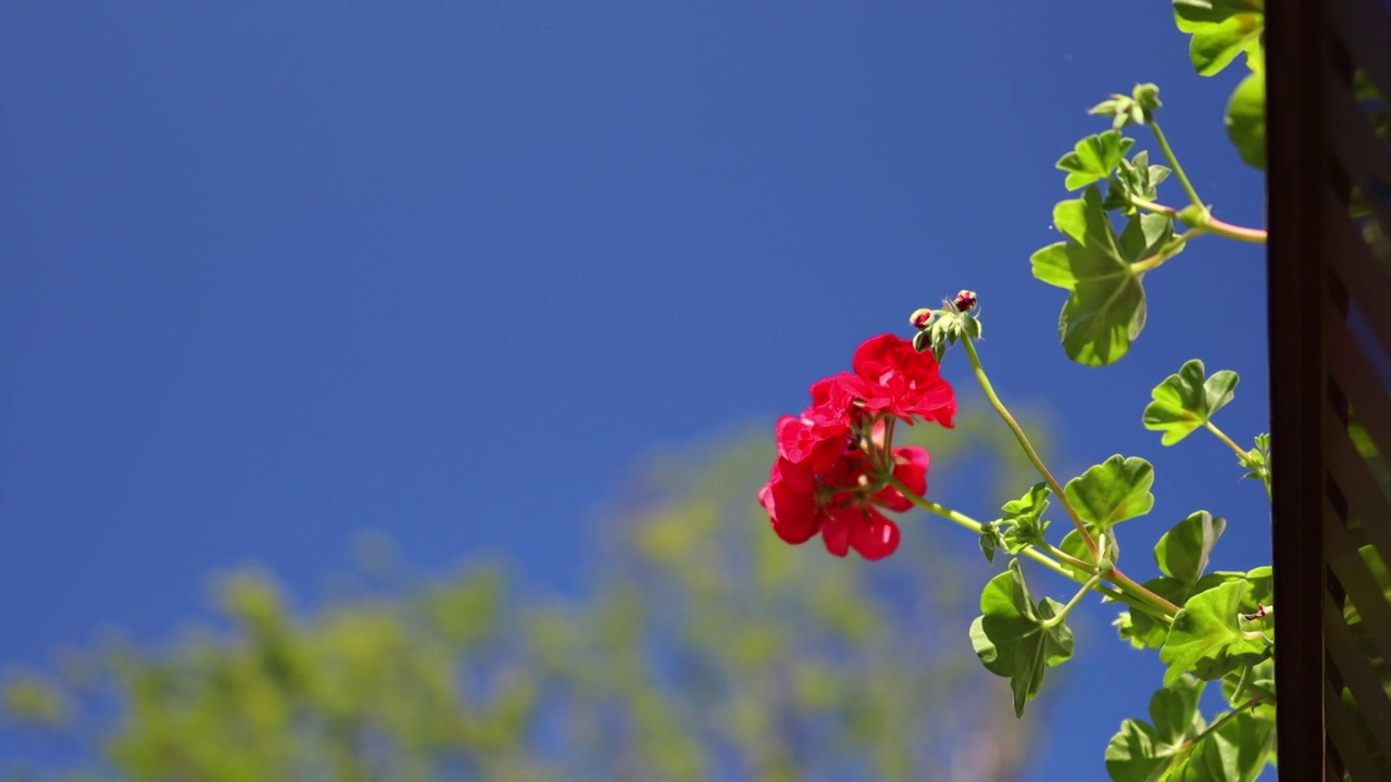 红花盛开天竺葵花盆，蓝色的夏天天空背景，绿色的叶子视频素材