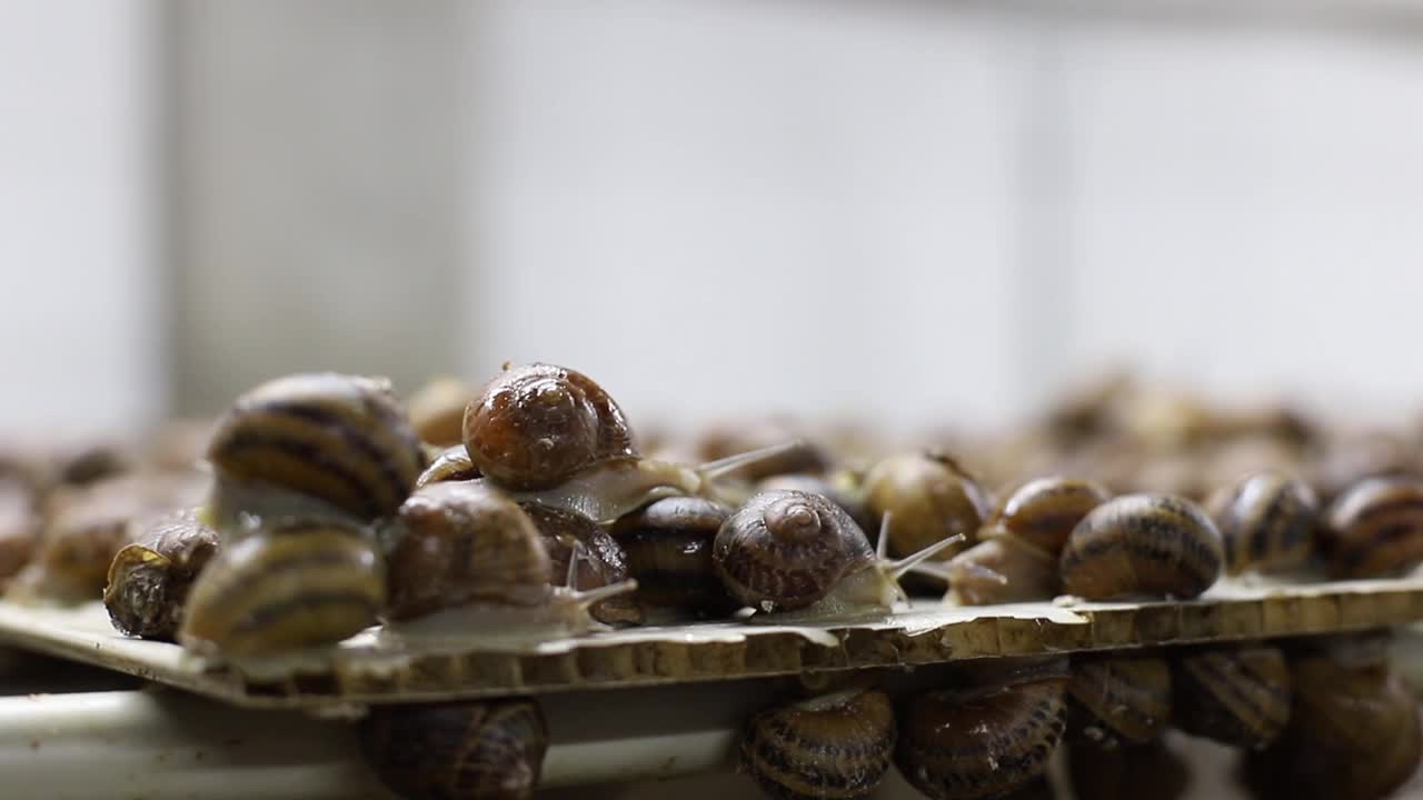 蜗牛法国爬行蜗牛养殖视频素材