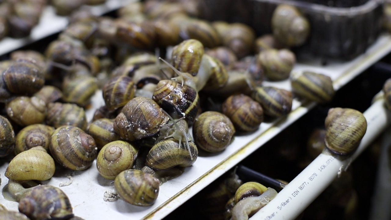 牡蛎养殖场美味的法国蜗牛特写镜头视频素材