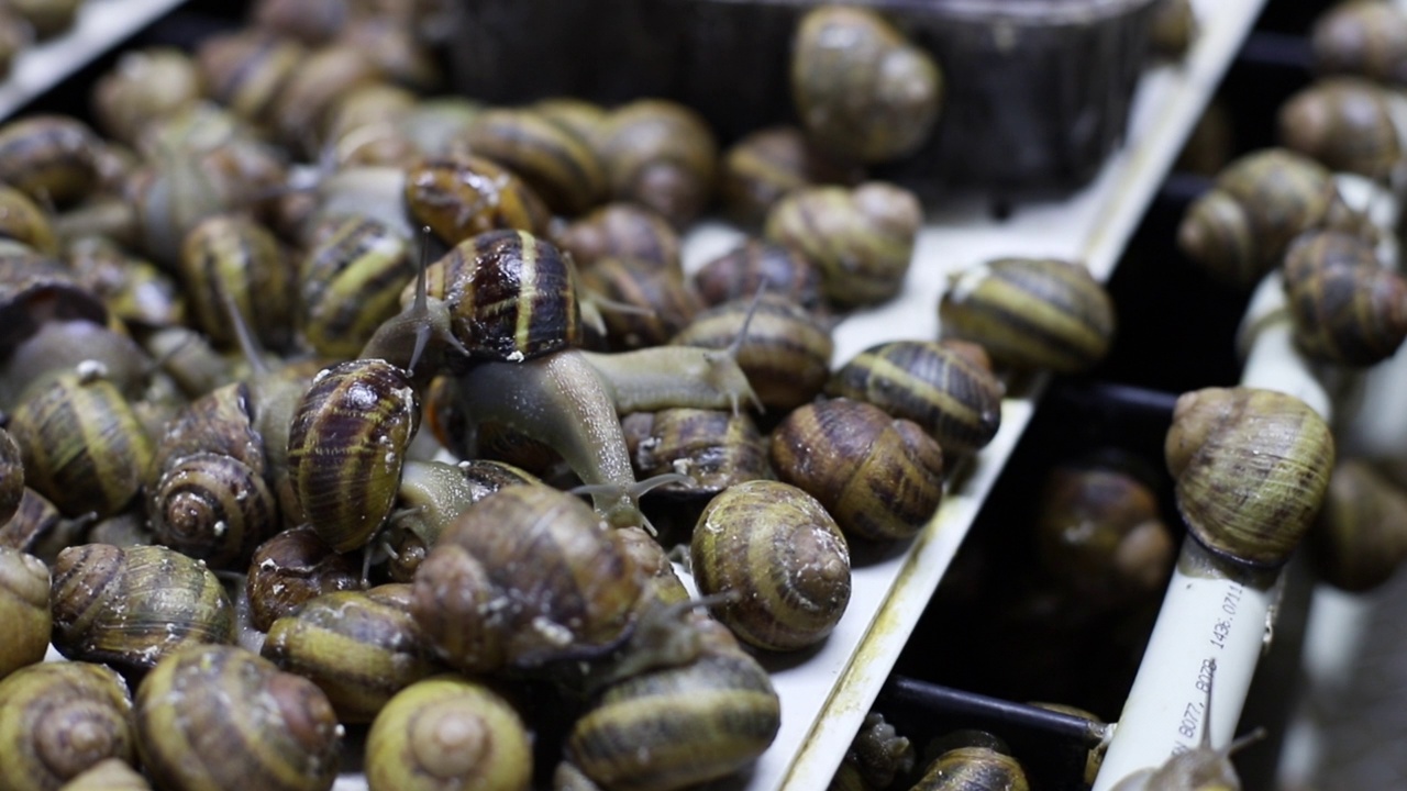 牡蛎养殖场上美味的法国蜗牛特写视频素材