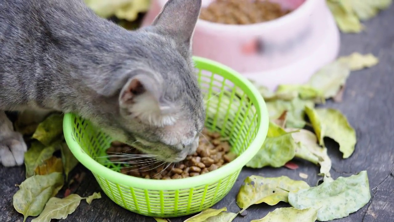 猫小猫动物宠物回家看眼睛呆在家里视频素材