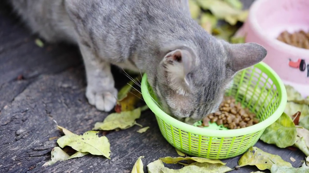 猫小猫动物宠物回家看眼睛呆在家里视频素材