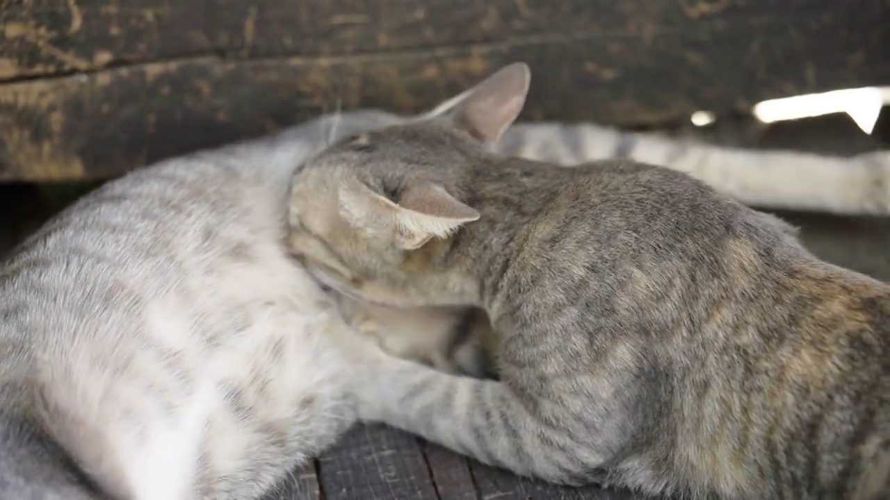 猫小猫动物宠物回家看眼睛呆在家里视频素材