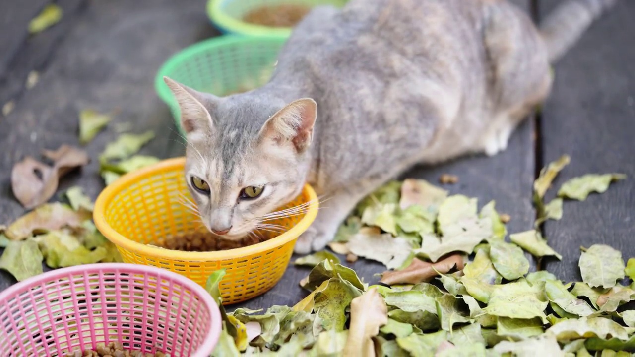 猫小猫动物宠物回家看眼睛呆在家里视频素材