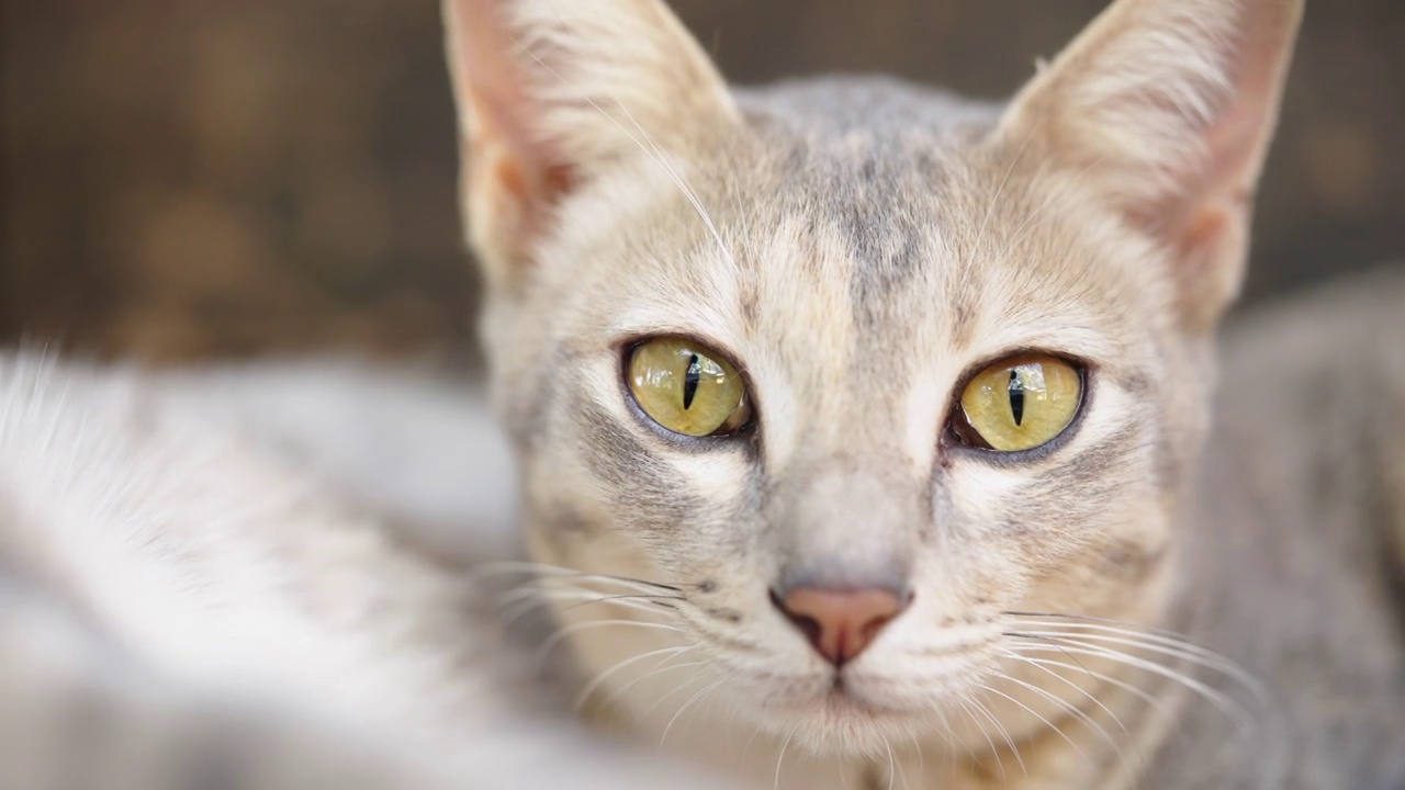 猫小猫动物宠物回家看眼睛呆在家里视频素材