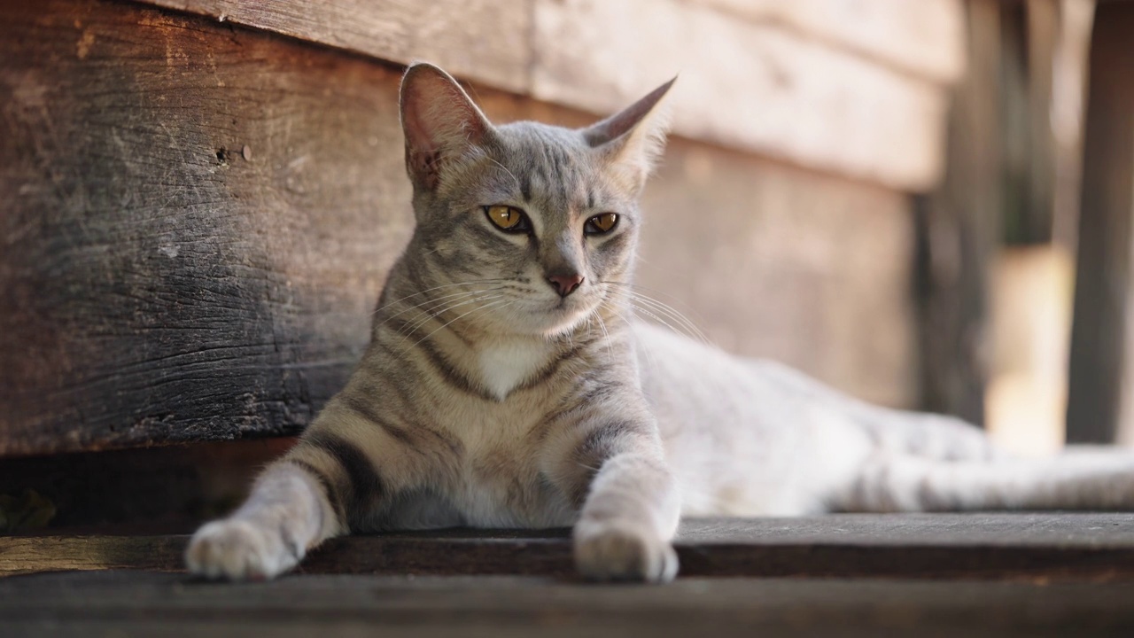 猫小猫动物宠物回家看眼睛呆在家里视频素材