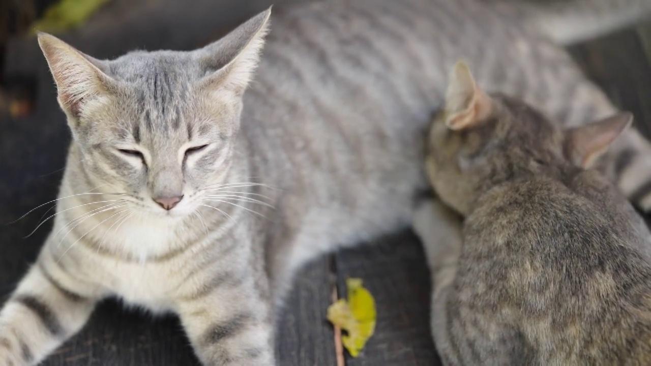 猫小猫动物宠物回家看眼睛呆在家里视频素材