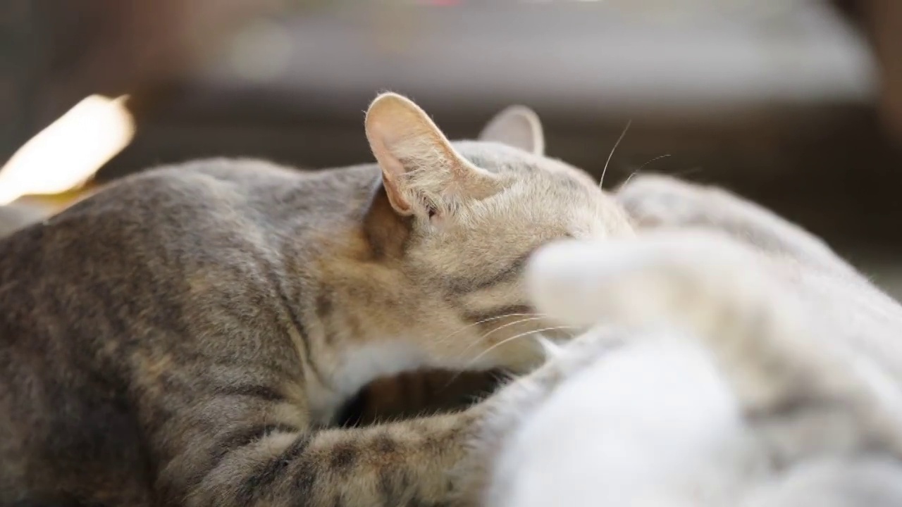 猫小猫动物宠物回家看眼睛呆在家里视频素材