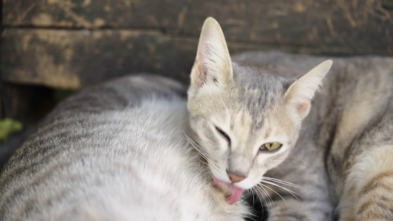 猫小猫动物宠物回家看眼睛呆在家里视频素材