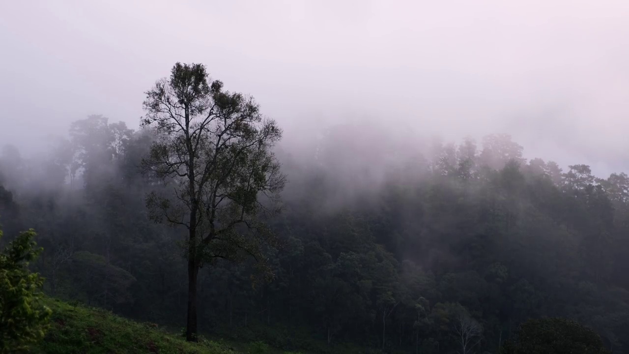 在雾天，绿色雨林山脉的景观视图视频素材