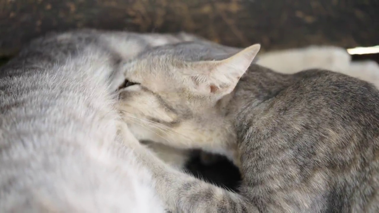 猫小猫动物宠物回家看眼睛呆在家里视频素材