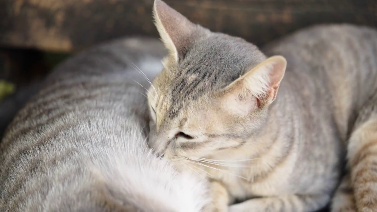 猫小猫动物宠物回家看眼睛呆在家里视频素材