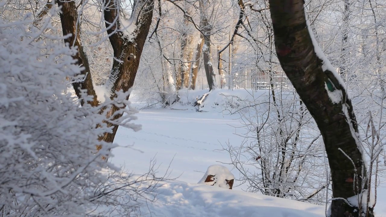 冬天的风景——白雪覆盖的公园里有美丽的树木，覆盖着白霜。视频素材