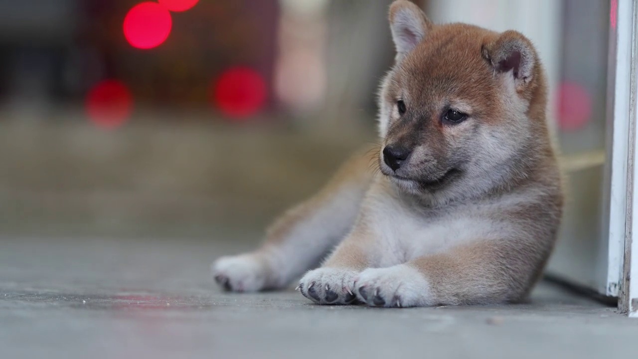 柴犬，向外看。视频素材