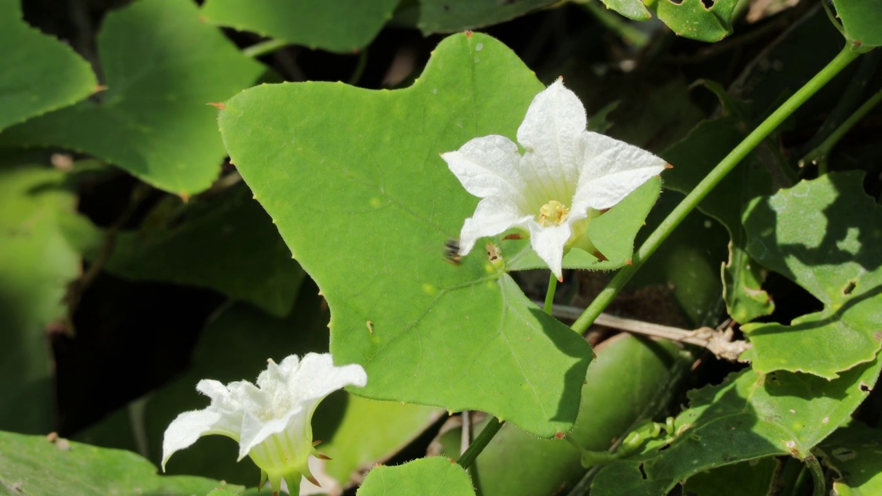 近距离观赏盛开的白色葫芦花、常春藤葫芦花或大头花在风中摇曳。视频素材