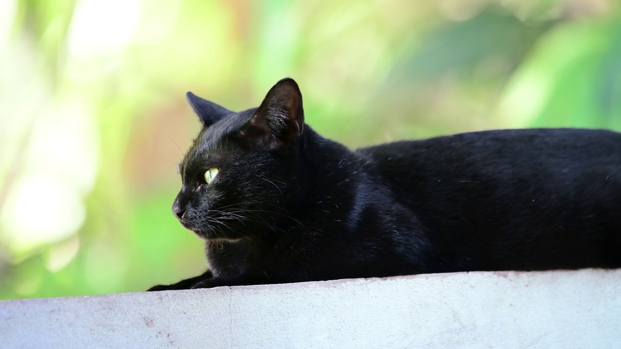 黑色的猫视频素材