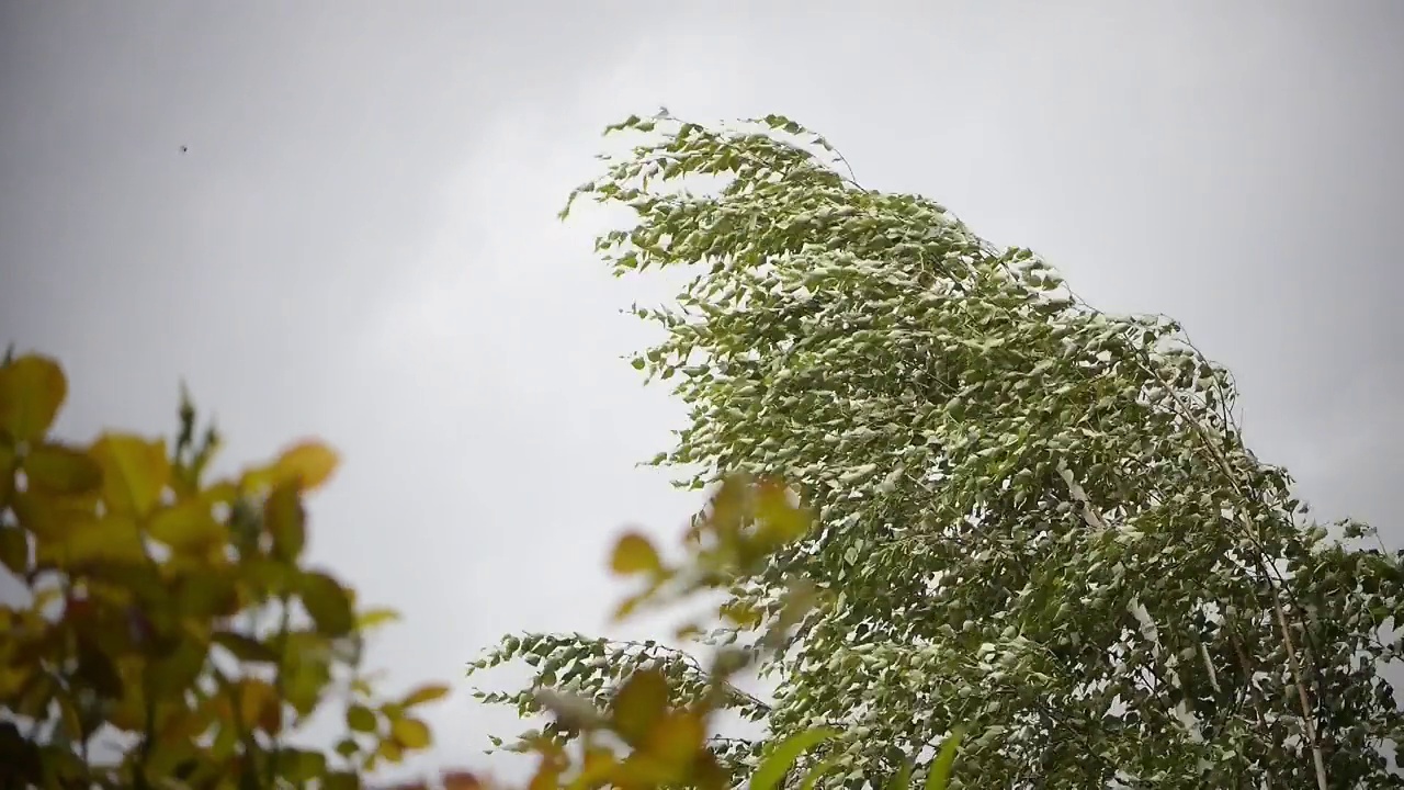 桦树的枝头带着树叶在风雨中挂着视频素材