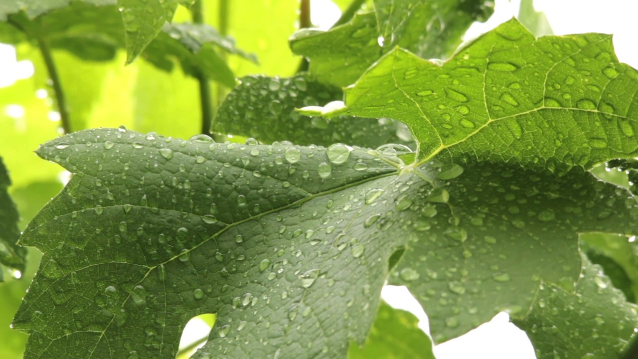 夏天的雨水溅到了葡萄藤的叶子上视频素材