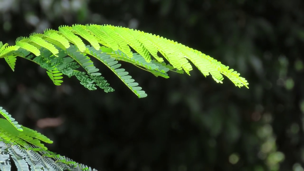 柔和的风和阳光照耀在森林的绿叶上。视频素材