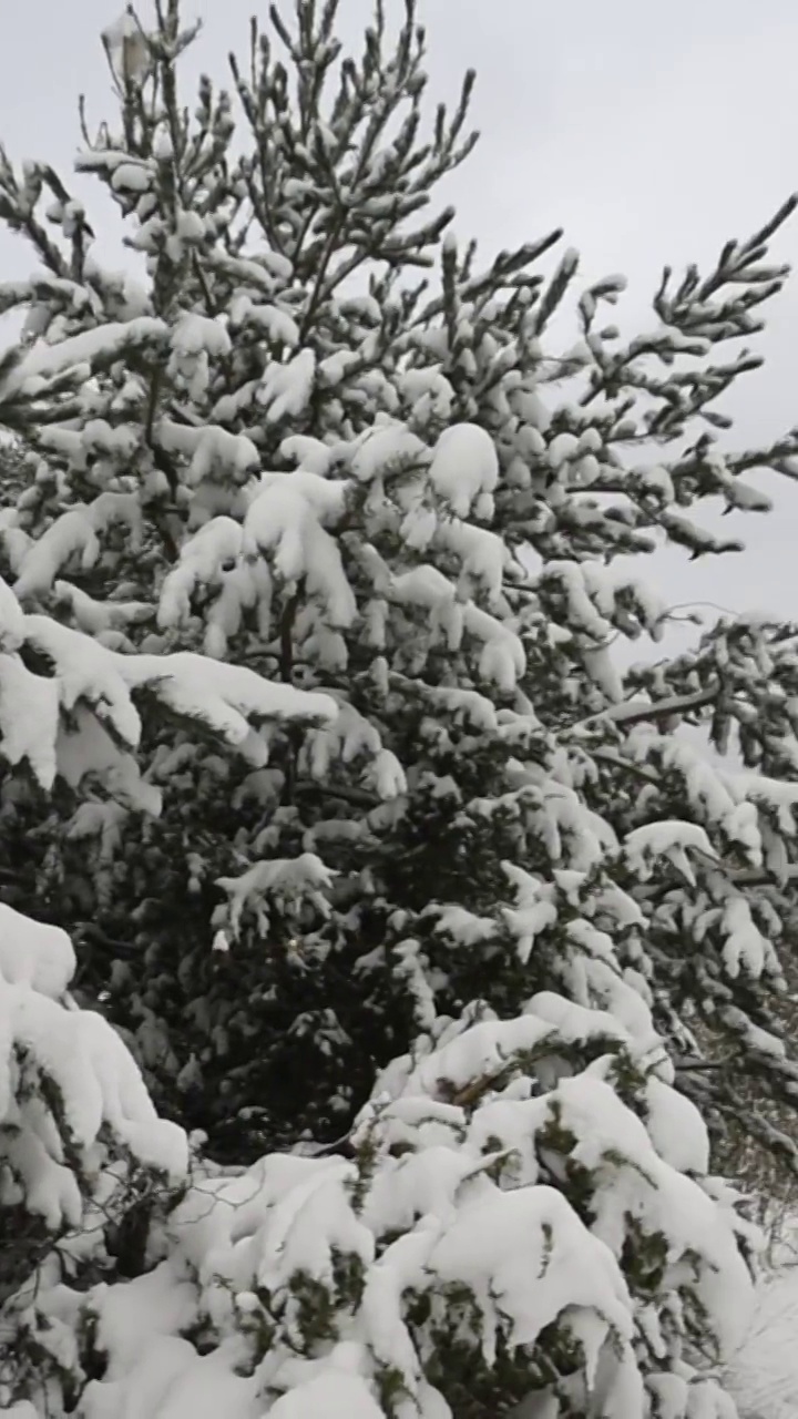 松树雪景视频素材