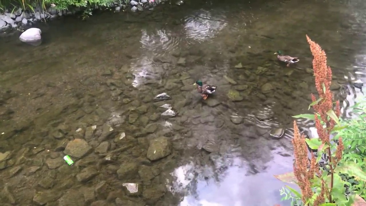 两只鸭子在河里游泳视频素材