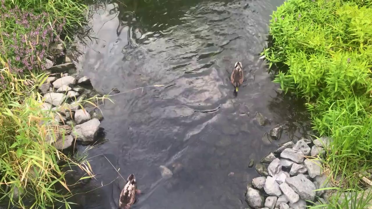 两只鸭子在河里游泳视频素材